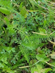 Achillea millefolium