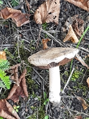 Agaricus