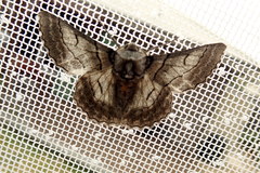 Hypobapta tachyhalotaria