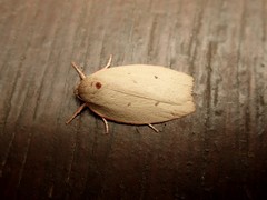 Euchaetis