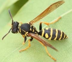 Polistes albellus