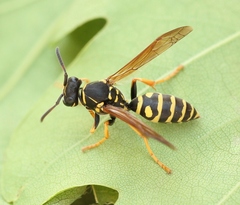 Polistes albellus