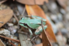 Hyla wrightorum