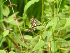 Papilio demoleus