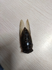 Cryptotympana mandarina