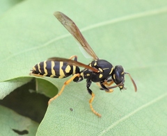 Polistes albellus