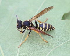 Polistes albellus