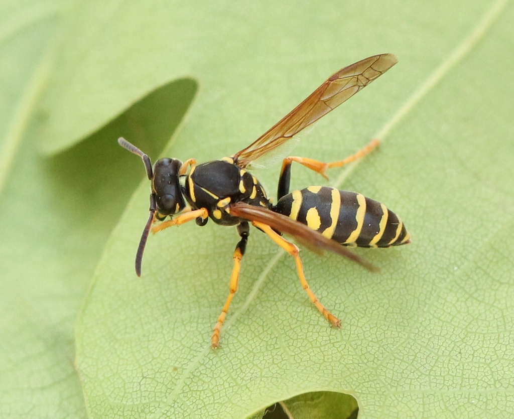 Greek Paper Wasp