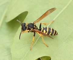 Polistes albellus