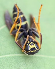 Polistes albellus