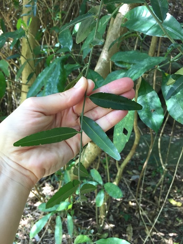 Narrow-leaved caperbush (Capparis brassii)
