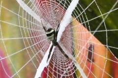 Argiope aetherea