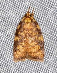 Pycnozancla epiprepes