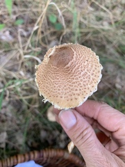 Lepiota ochraceofulva