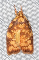 Pycnozancla epiprepes