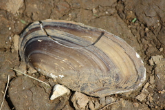 Pilsbryoconcha carinifera