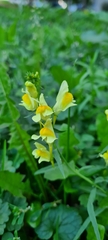 Linaria vulgaris