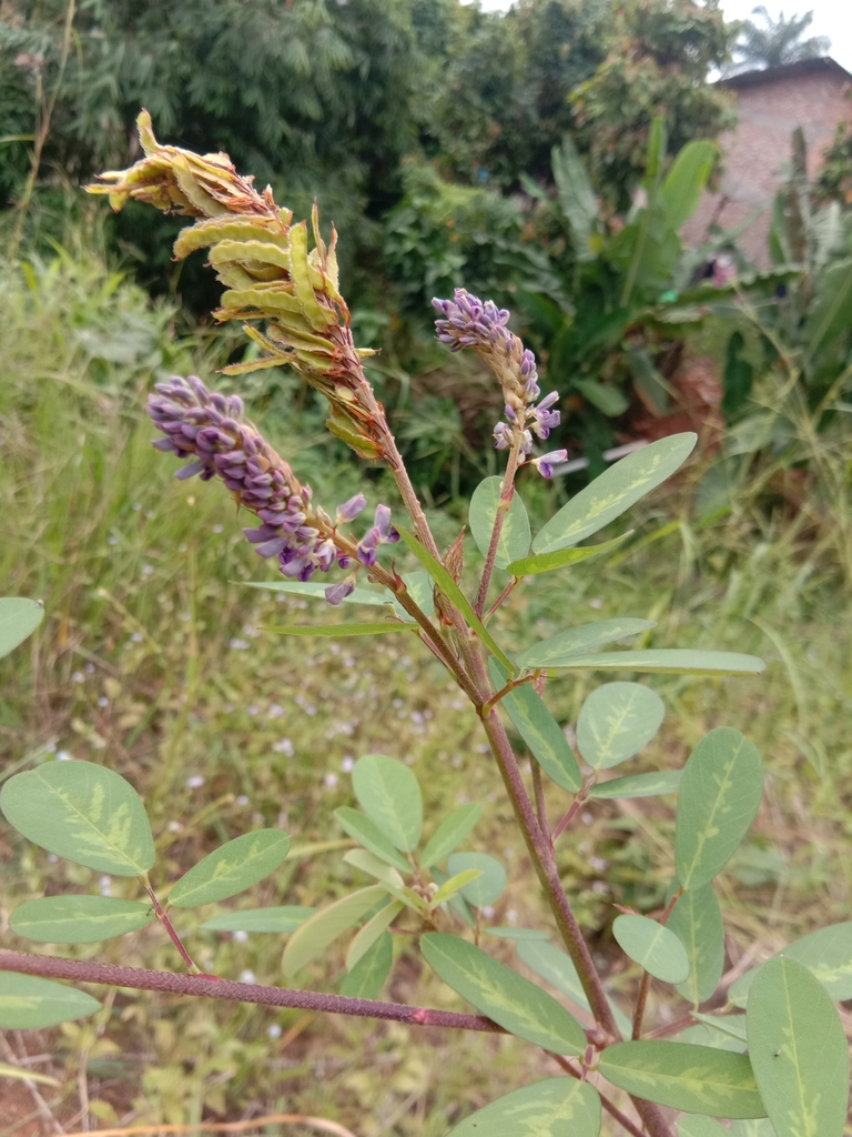 Asian Ticktrefoil (Grona heterocarpos)