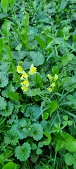 Linaria vulgaris