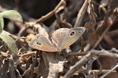 Brakefieldia perspicua perspicua
