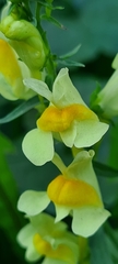 Linaria vulgaris