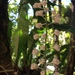 Bogoria moorei - Photo (c) slmacarthur, osa oikeuksista pidätetään (CC BY-NC)