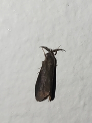 Cryptothelea gloverii