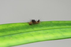 Erebidae
