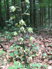 Epipactis purpurata