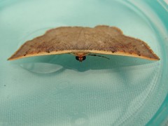 Picromorpha pyrrhopa