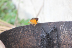 Doleschallia bisaltide