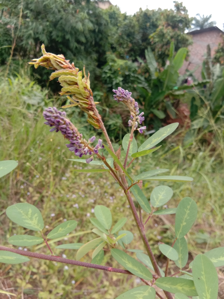 Asian Ticktrefoil (Grona heterocarpos)