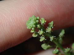 Lepidium bonariense