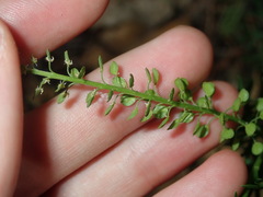 Lepidium bonariense