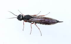 Xiphydria camelus