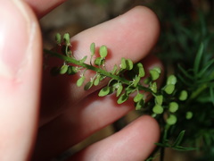 Lepidium bonariense