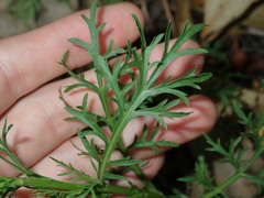 Lepidium bonariense