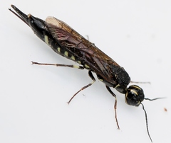 Xiphydria longicollis