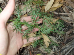 Lepidium bonariense