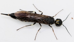 Xiphydria longicollis