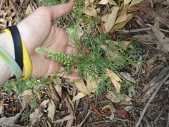 Lepidium bonariense