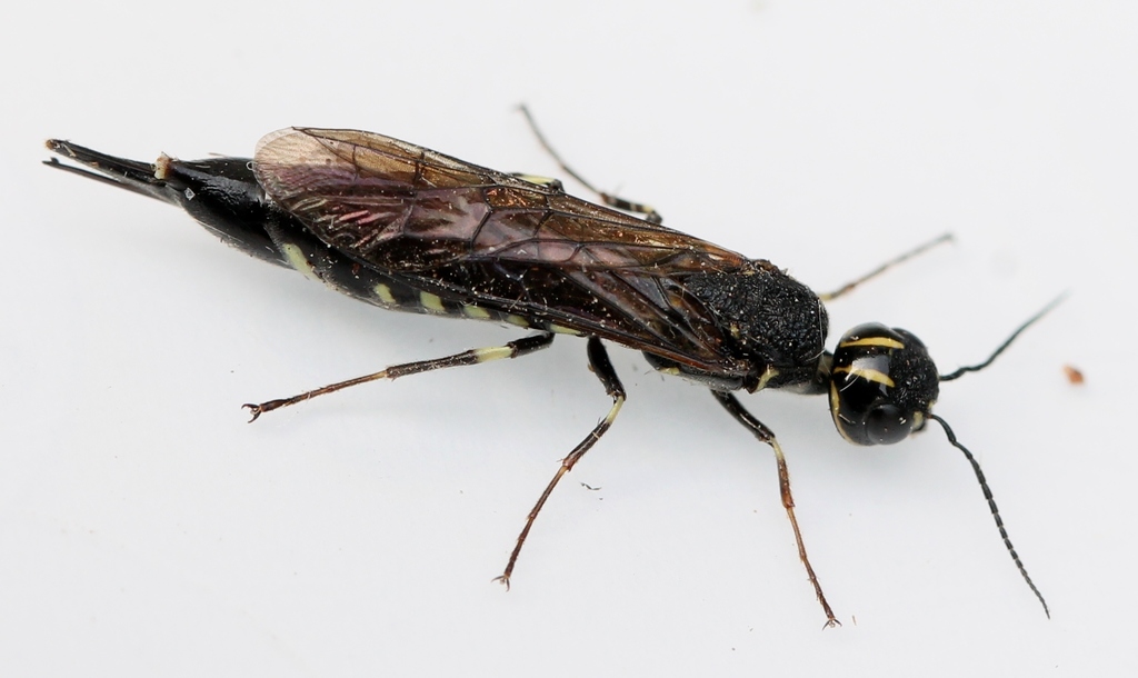 maple wood wasp