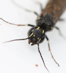 Xiphydria longicollis