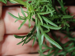 Lepidium bonariense