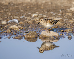 Calidris minutilla