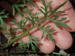 Lepidium bonariense