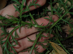 Lepidium bonariense