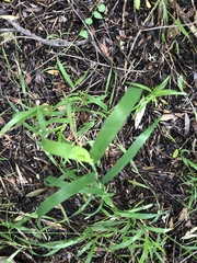 Ehrharta erecta erecta