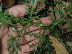 Lepidium bonariense