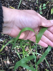 Ehrharta erecta erecta